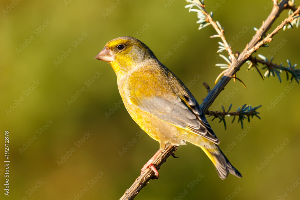 Pretty bird in the nature Pretty bird in the nature