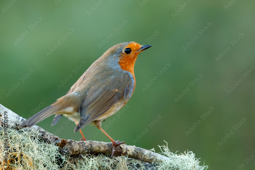 Pretty bird With a nice orange red plumage Pretty bird With a nice orange red plumage