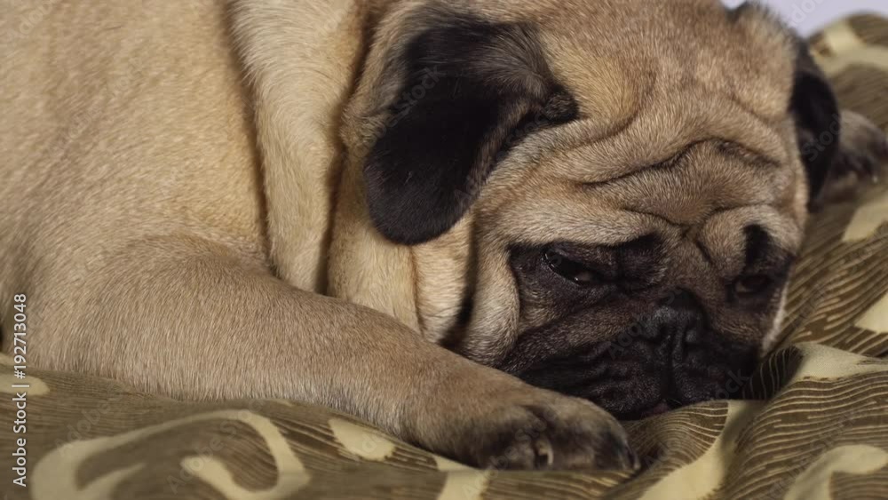 A cute pug dog lays in bed, tired and lazy