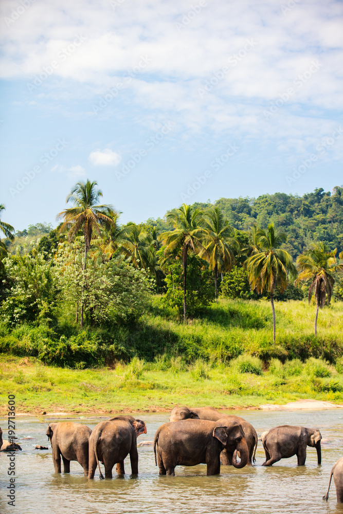 Obraz premium Wild elephants in Sri Lanka