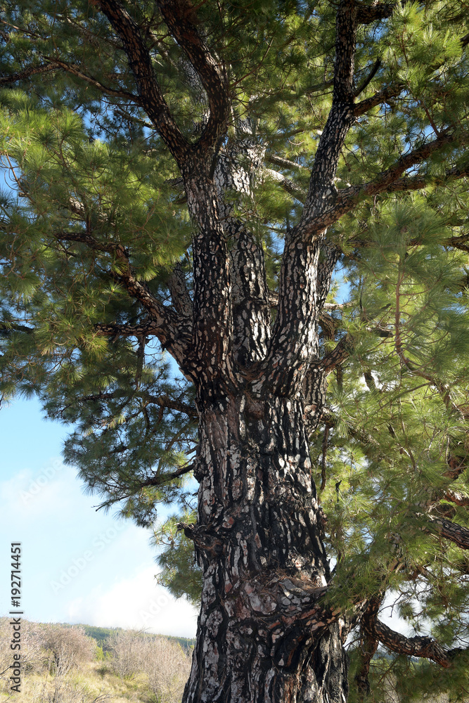 Fototapeta premium kanarische kiefer