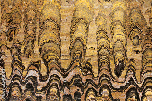Stromatolites are among Earth's oldest life. This Greysonia sp. fossil dates to 650 million years ago, Vendian period (pre-Cambrian). Origin: Miraflores formation, El Molino, Cerro Huanaquinn, Bolivia