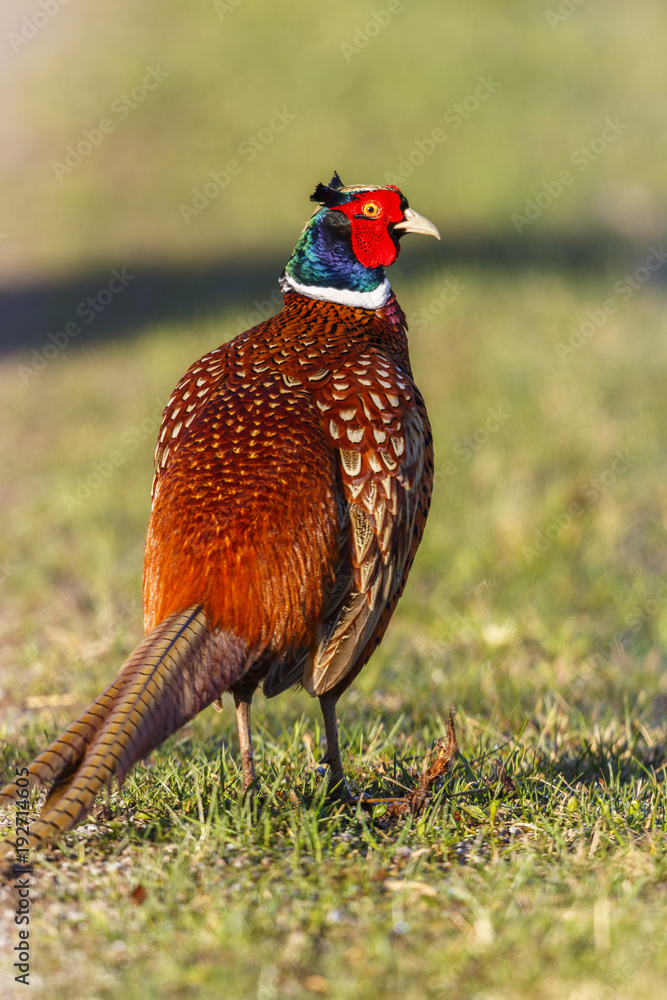 custom made wallpaper toronto digitalColorful pheasant bird on a meadow