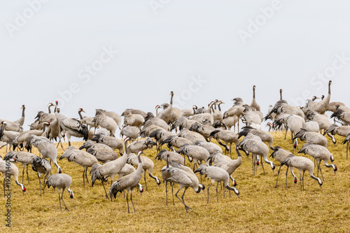 Large flock with Cranes at a field