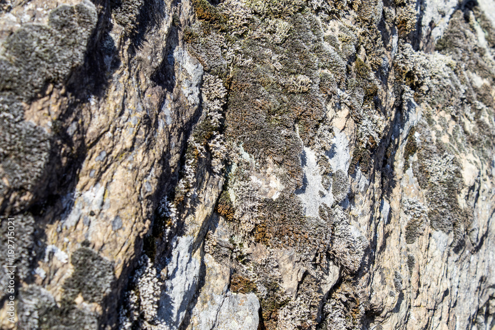 Rock full of lichen in a background composition Rock full of lichen in a background composition
