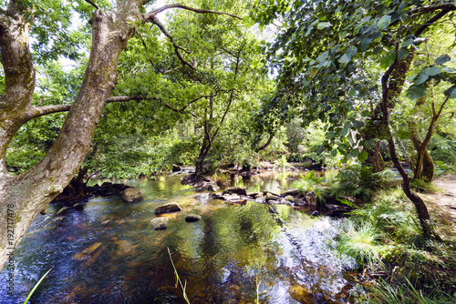View  of a mountain river called Anllons with the riverbed full of pines and with a strong current and shores covered with vegetation  in Galicia  Spain