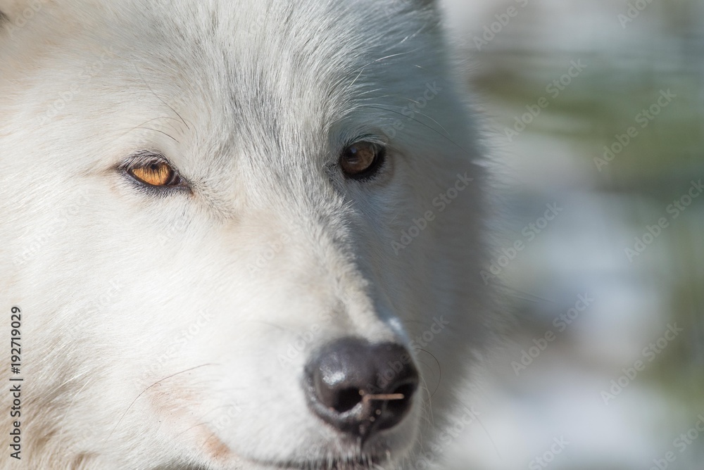 Obraz premium Loup blanc série 3/5