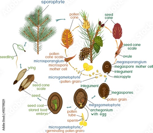 Life Cycle of Pine Tree: reproduction of gymnosperms with titles