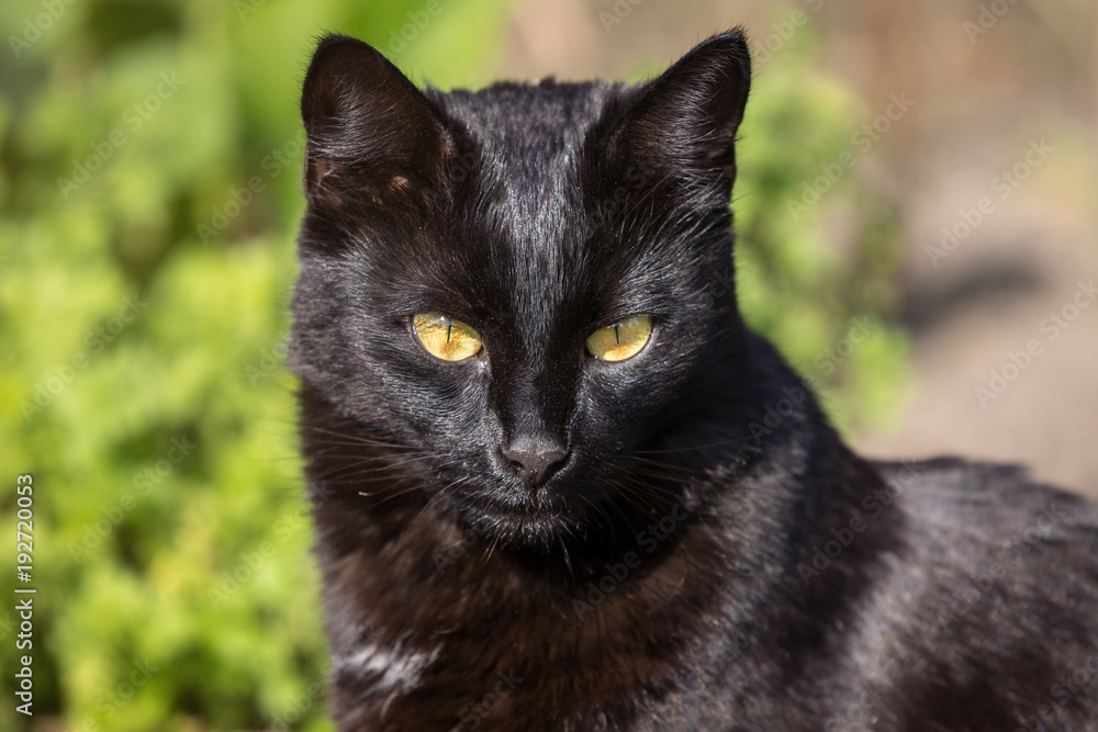 Beautiful black cat portrait with yellow eyes closeup. Look at camera