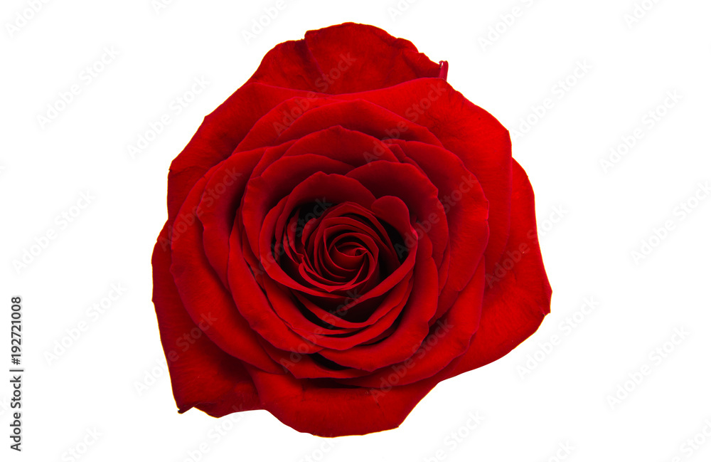 red rose isolated red rose isolated