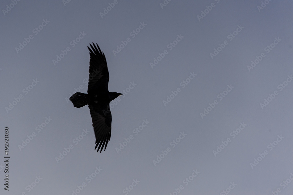 Fototapeta premium Black eagle flying alone in the sky