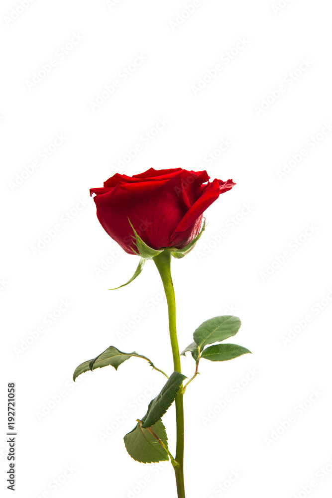 red rose isolated red rose isolated