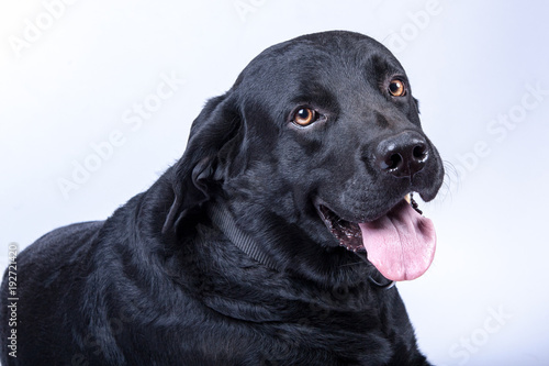 Black Labrador isoltaed on white