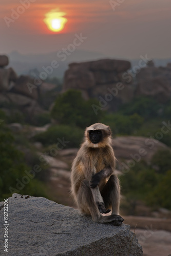 Monkey sitting on a rock against the background of sunset © Michałowski Dominik