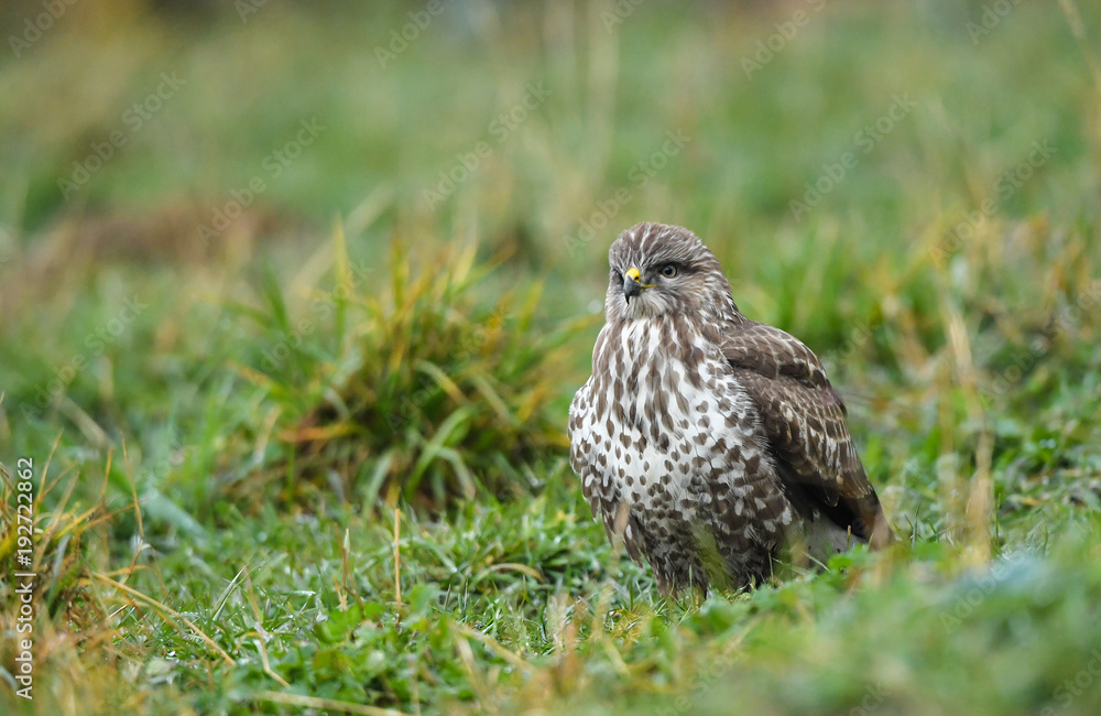 Mäusebussard wartet im Gras auf Beute- buteo buteo
