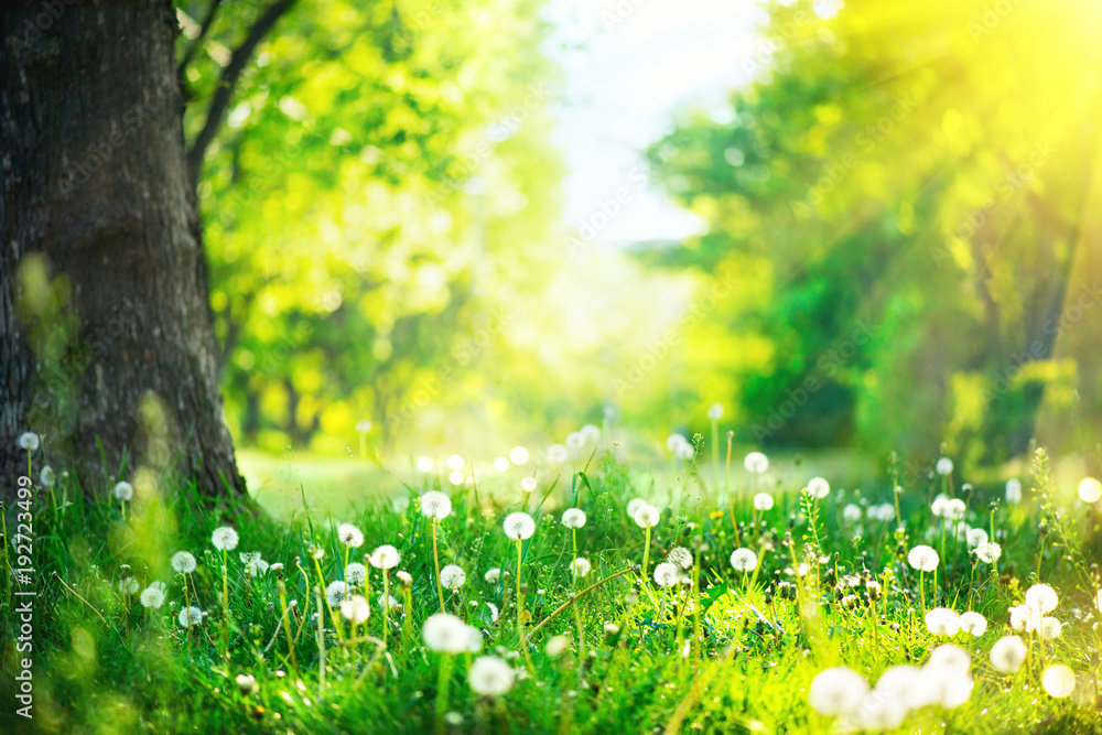 Naklejka premium Piękny wiosenny krajobraz. Park ze starymi drzewami, zieloną trawą i mleczami