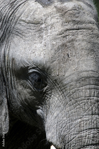 african elephant;loxodonta africana,face;head;close up;botswana