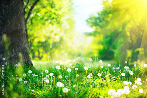 Fototapeta Naklejka Na Ścianę i Meble -  Beautiful spring landscape. Park with old trees, green grass and dandelions
