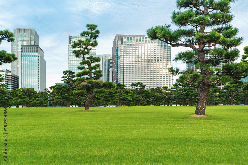 Fototapeta premium Pine trees outside the Emperor's Palace in Chiyoda, Tokyo, Japan