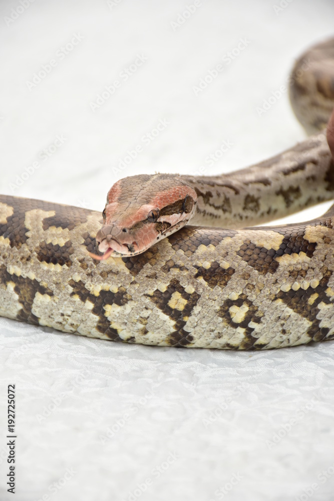 Snake Snake