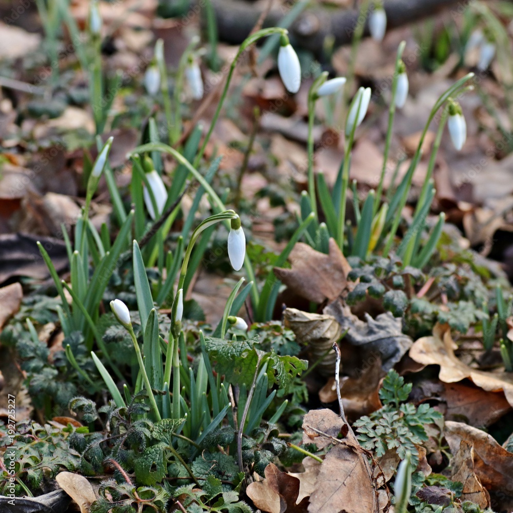 wilde Schneeglöckchen im Wald wilde Schneeglöckchen im Wald