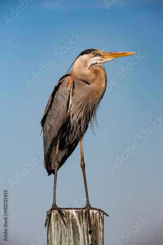 Great Blue Heron on piling