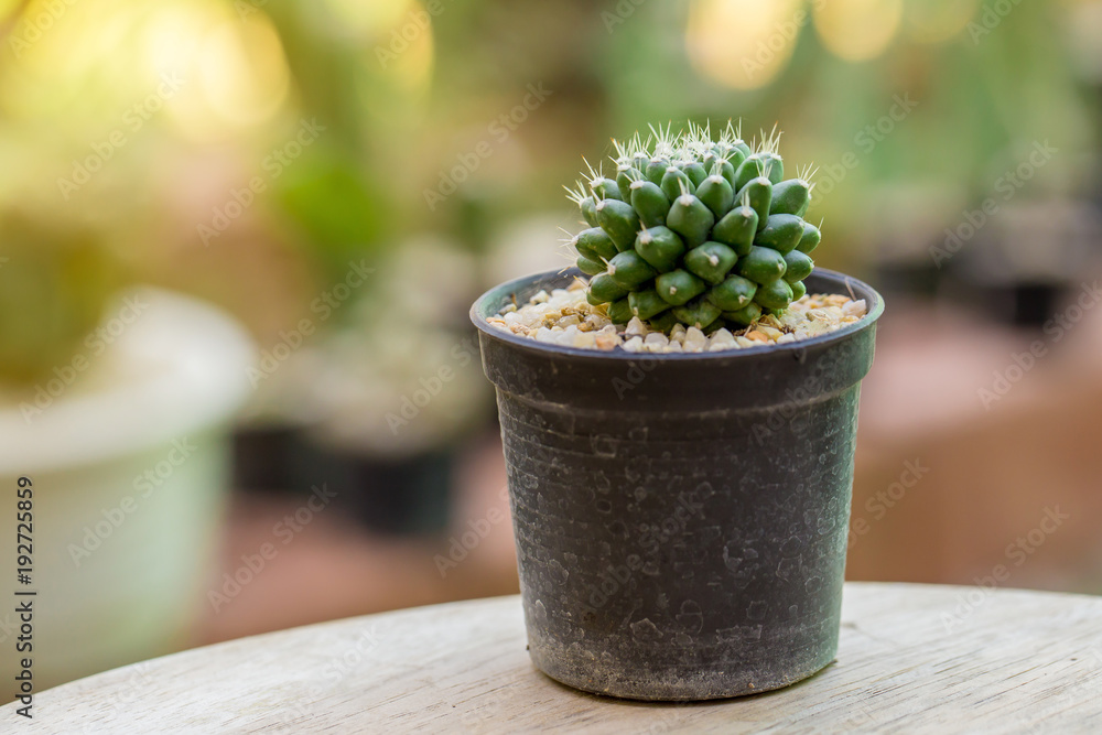 The macro of colorful tiny cactus in the garden with the natural light with the bokeh or blur background. The macro of colorful tiny cactus in the garden with the natural light with the bokeh or blur background.