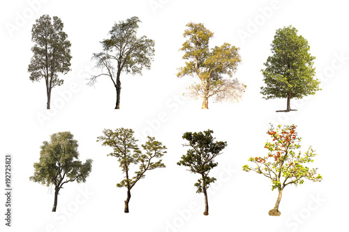 Tree group isolated on white background. © popetorn