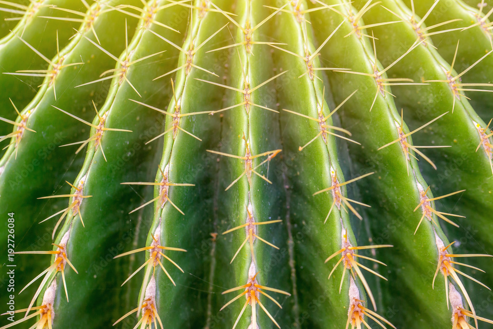 The close up of green cactus thorn in the natural light. The close up of green cactus thorn in the natural light.