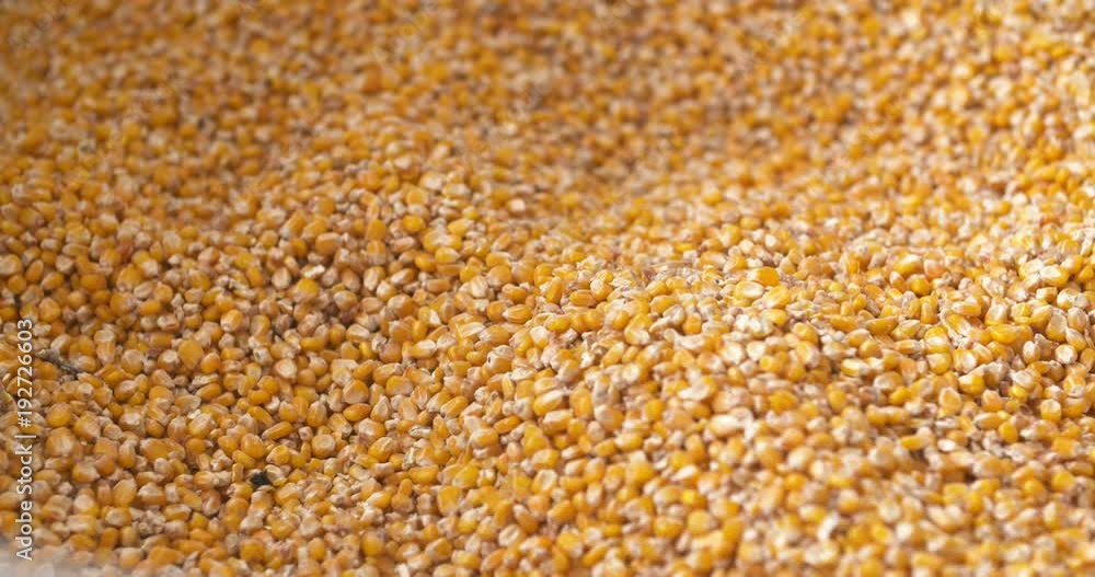 Corn grains in farmer hands. Corn grains in farmer hands.