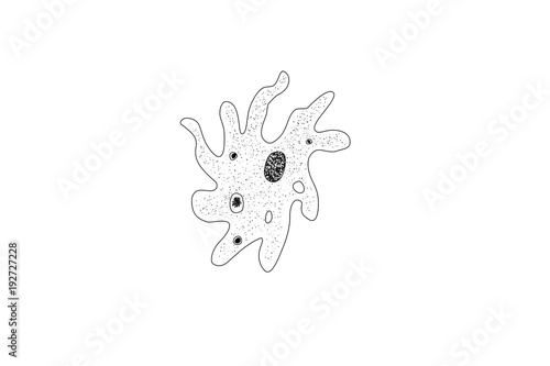 Drawing of an amoeba, a single cell organism, vector illustration.