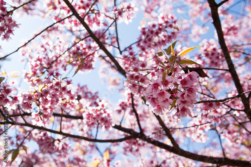 Closeup Wild himalayan cherry flowers with blue sky background.Thai sakura flowers