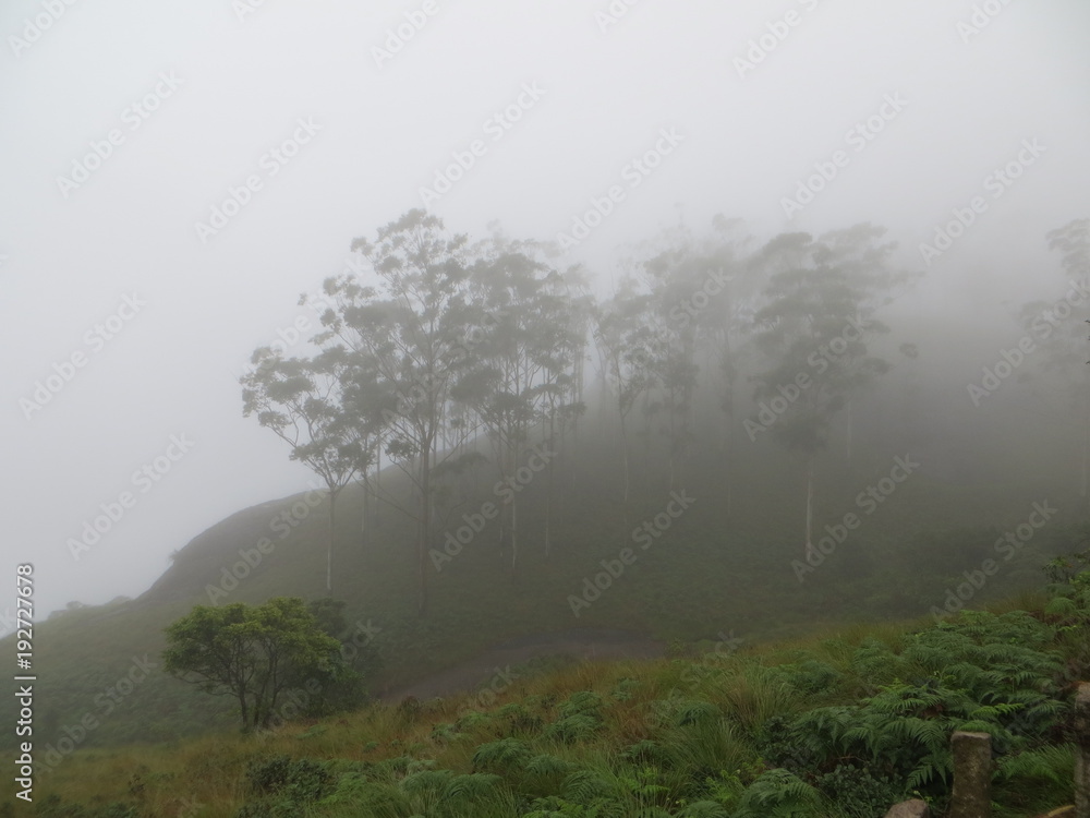 Le brouillard envahit les ghats occidentaux (kerala, inde)