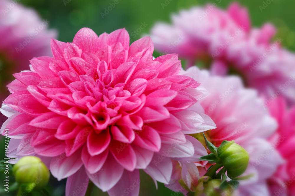 Macro shot of a pink dahlia isolated .