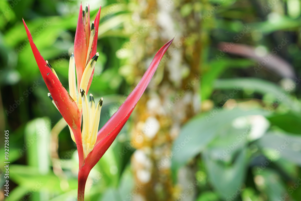 Heliconia flowers growing in the rainforest on Caribbean island of St. Lucia.Beautiful heliconia in the garden.Selective focus. Heliconia flowers growing in the rainforest on Caribbean island of St. Lucia.Beautiful heliconia in the garden.Selective focus.