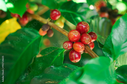 closed up cherry-like coffee bean on tree,Coffee beans ripening on the branch,Coffee beans ripening on tree in North of thailand