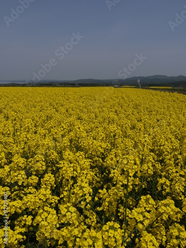 青空と菜の花畑