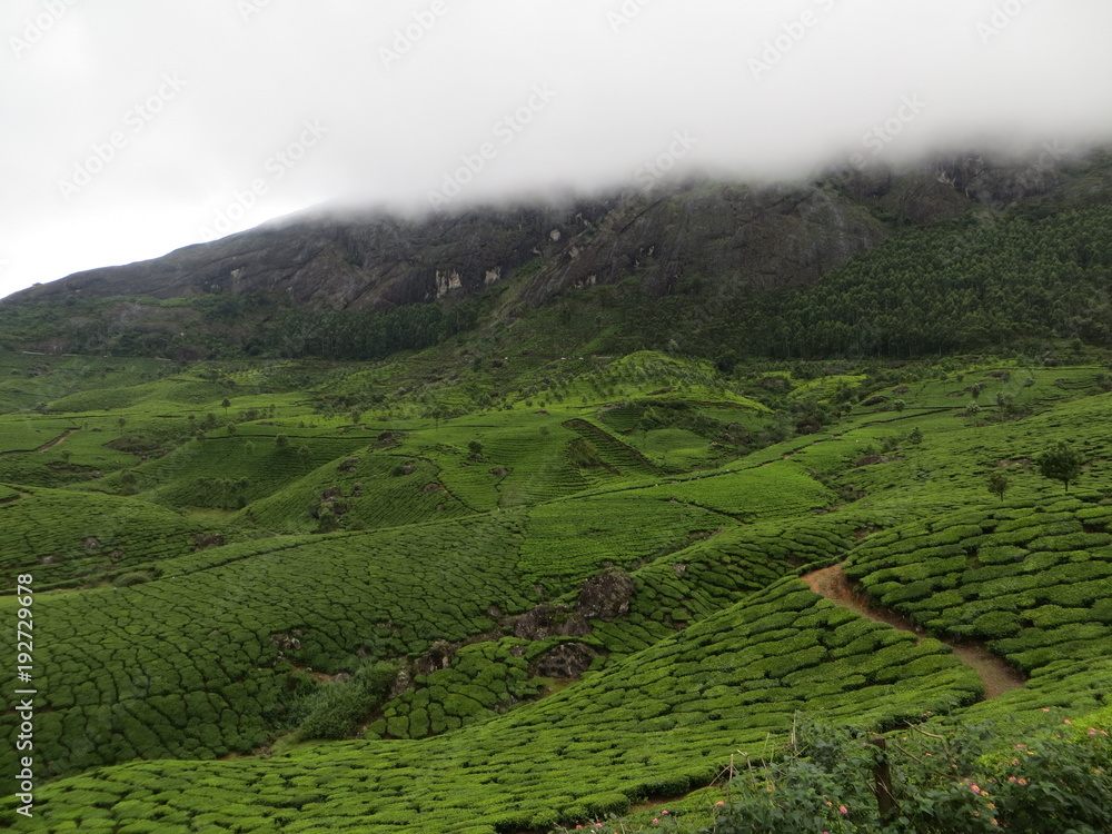 Des plantations de thé et de la montagne (kerala, inde)