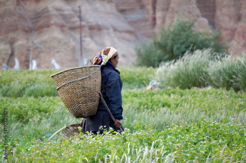 Nepalese woman goes to collect the vegetables in the garden, with a basket behind his back, in the village of Chusang(3022m) of the Upper Mustang. Nepal. photo