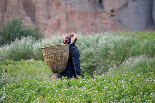  Nepalese woman goes to collect the vegetables in the garden, with a basket behind his back, in the village of Chusang(3022m) of the Kingdom Mustang. Nepal. photo