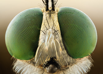 Acrylglasbilder Themen Raubfliege scharf detailliert im Makro  © Sebastian