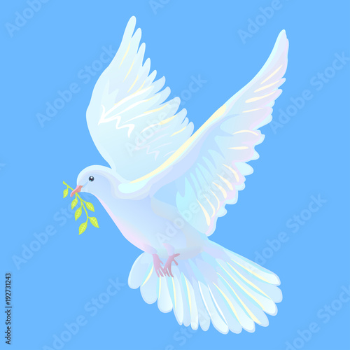 White dove is the symbol of a peace, blue sky