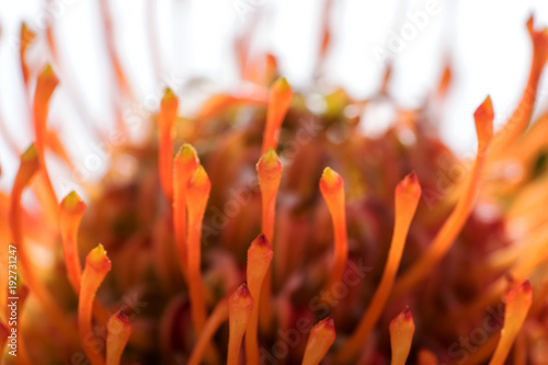 Closeup Protea pincushion flower in full bloom