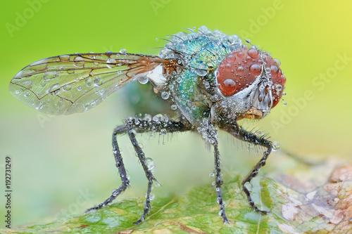 Sharp and detailed photo of Fly (Lucilia Spp. ) with morning dew