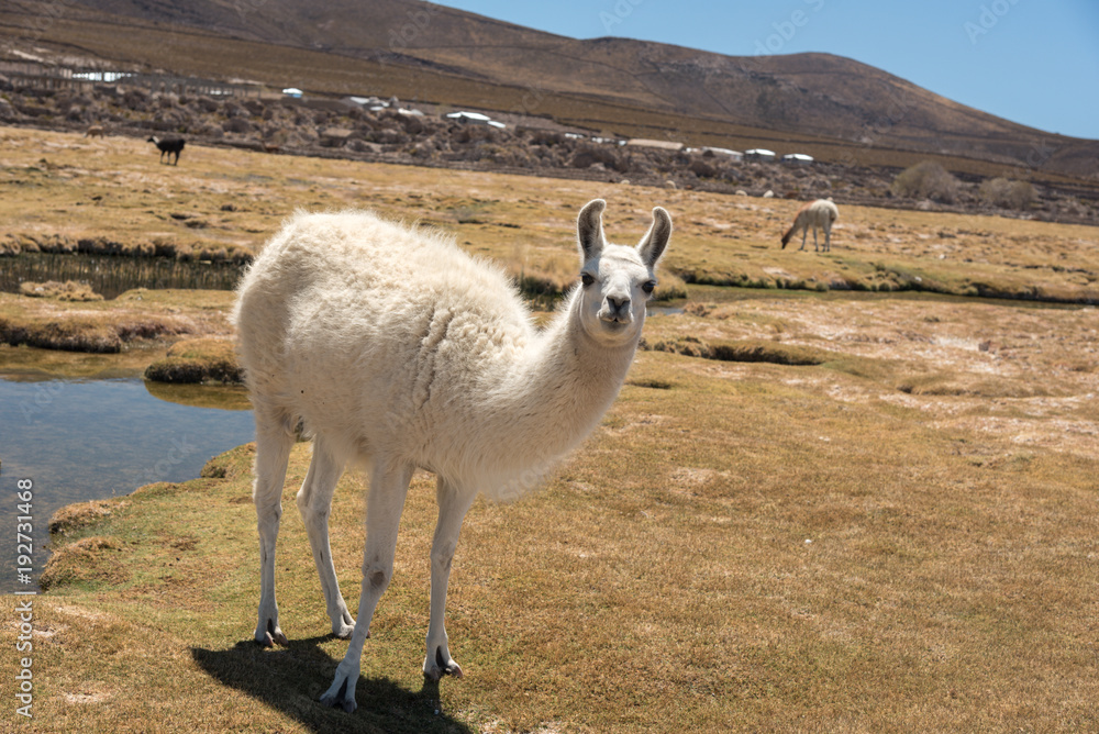 Cute llamas of Altiplano, Bolivia, South America