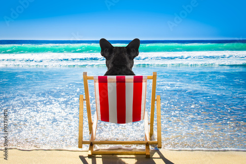 dog relaxing on a beach chair © Javier brosch