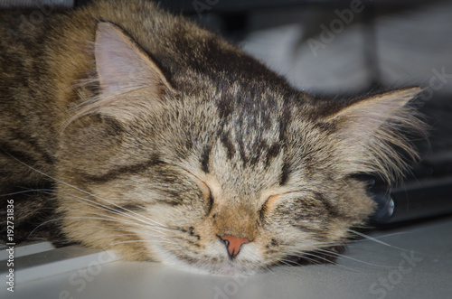 close up, the domestic cat is sleeping near the keyboard
