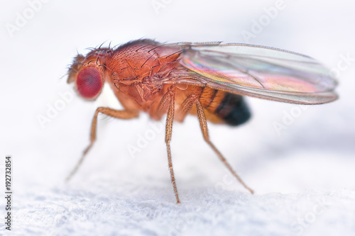 Drosophila melanogaster fruit fly extreme close up macro