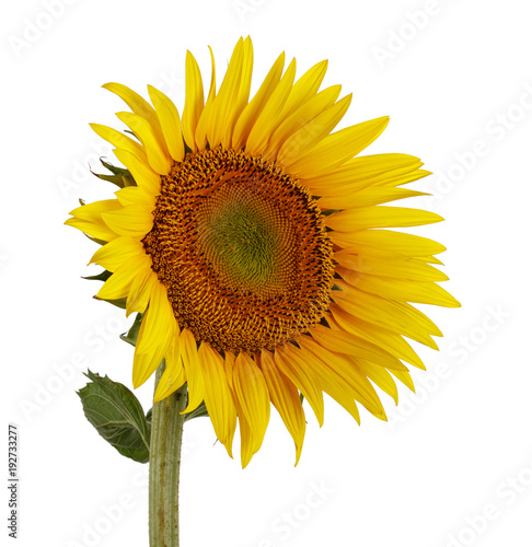 Fototapeta Naklejka Na Ścianę i Meble -  Sunflower