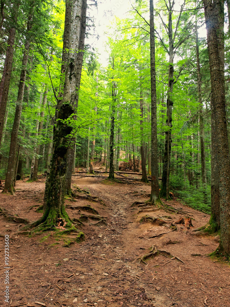 Obraz premium Forest path